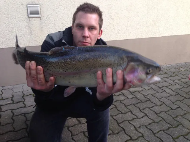 Regenbogenforelle
