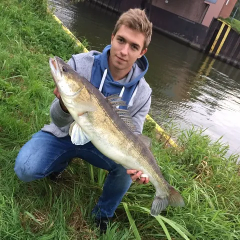 Zander