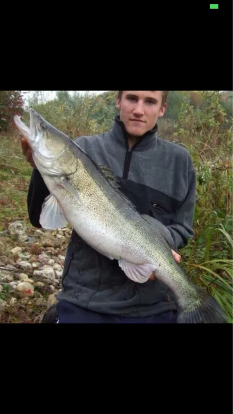 Zander