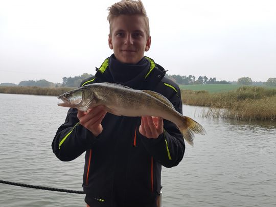 Zander