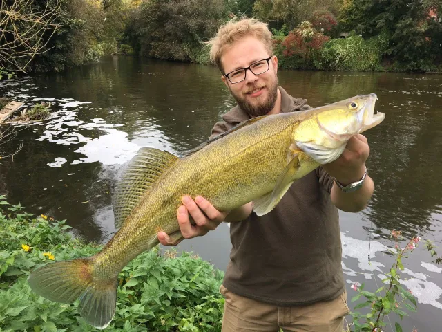 Zander