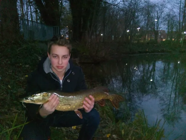 Hecht