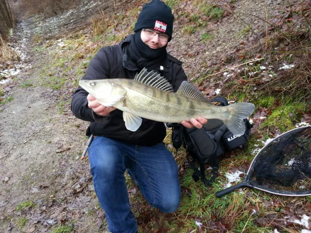 Zander