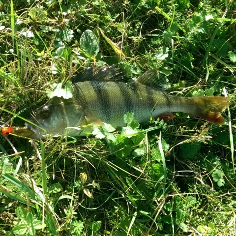 Flussbarsch