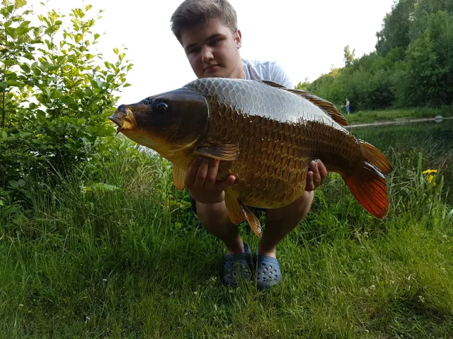 Karpfen