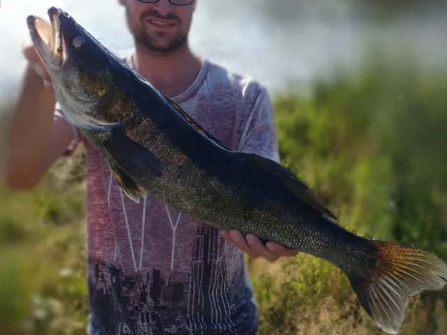 Zander
