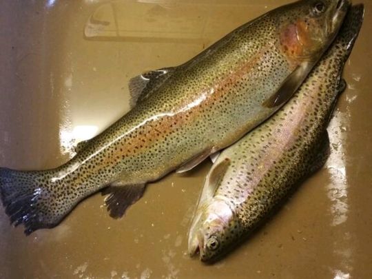 Regenbogenforelle
