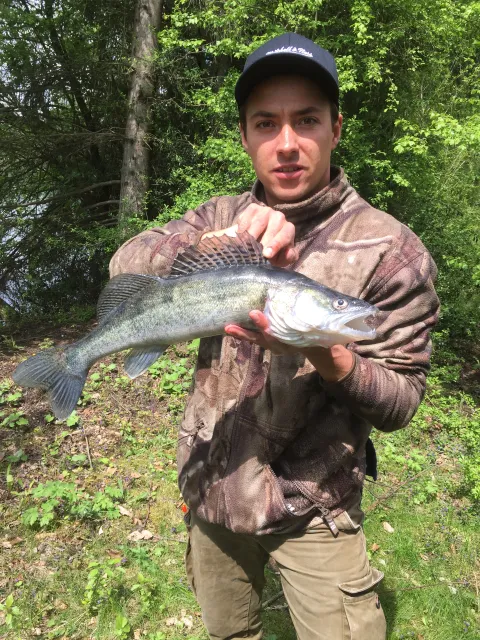Zander