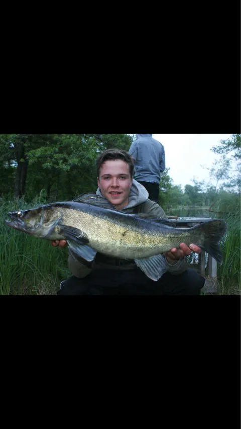 Zander
