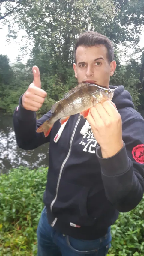 Flussbarsch