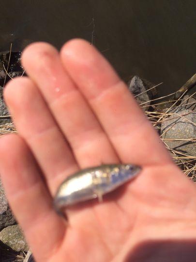 Dreistachliger Stichling