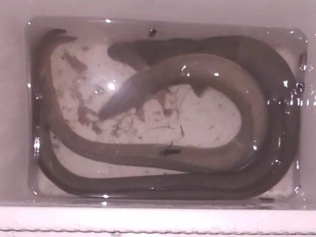 Aal