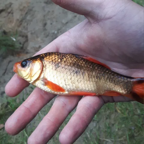 Karausche