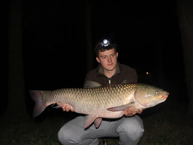 Graskarpfen
