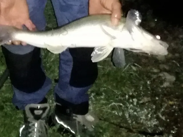 Zander