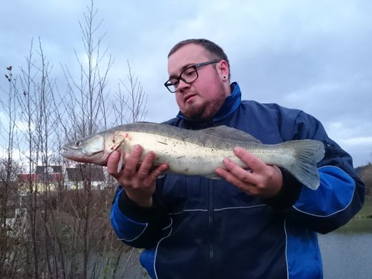 Zander