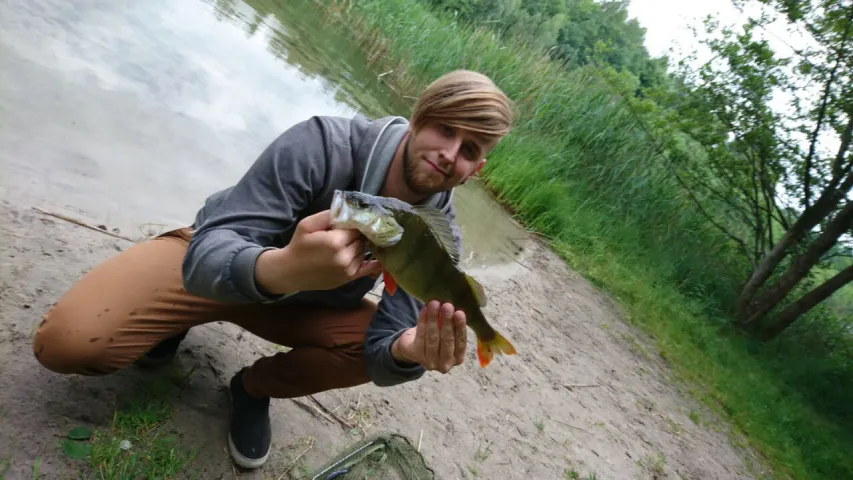 Flussbarsch