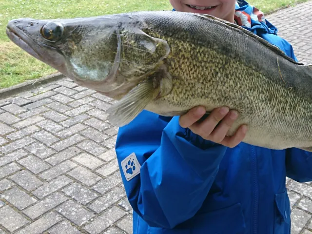 Zander