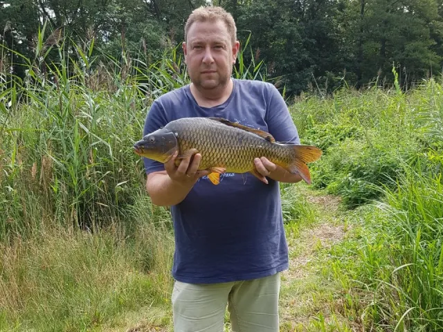 Karpfen