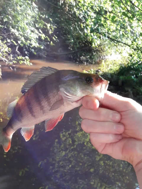 Flussbarsch