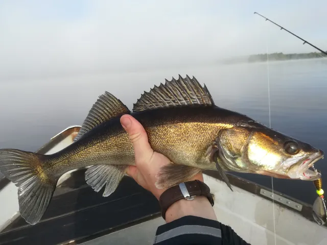 Zander