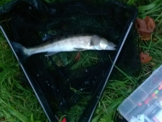 Zander