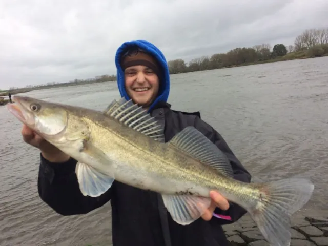 Zander