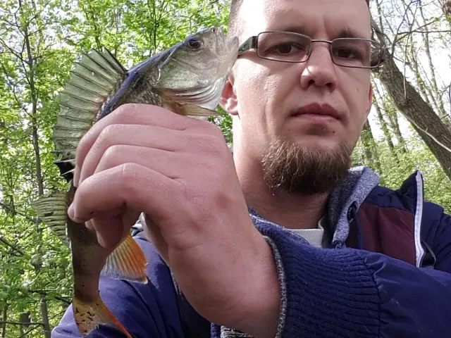 Flussbarsch