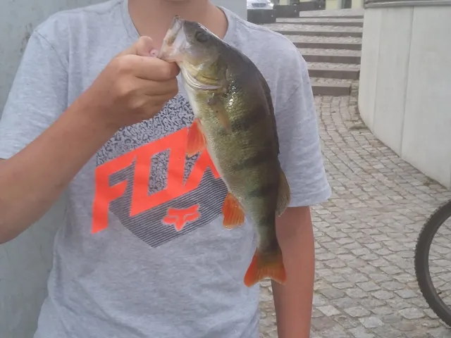 Flussbarsch