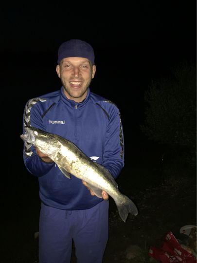 Zander