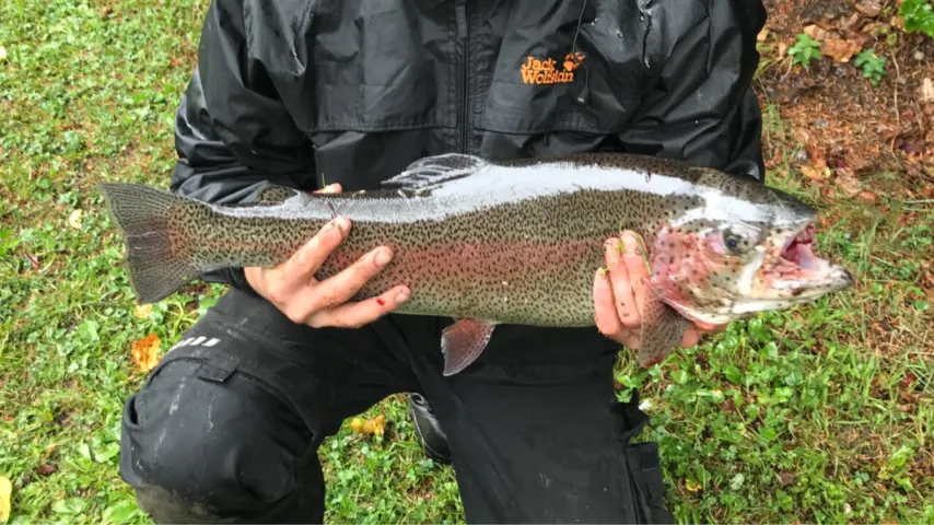 Regenbogenforelle