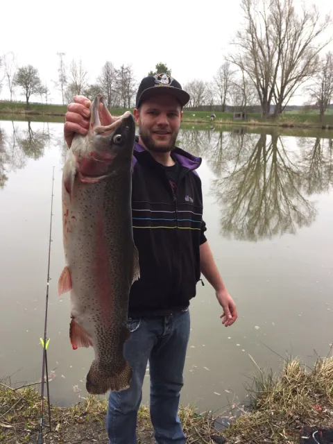 Regenbogenforelle