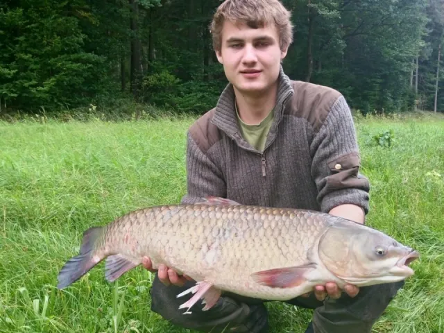 Graskarpfen