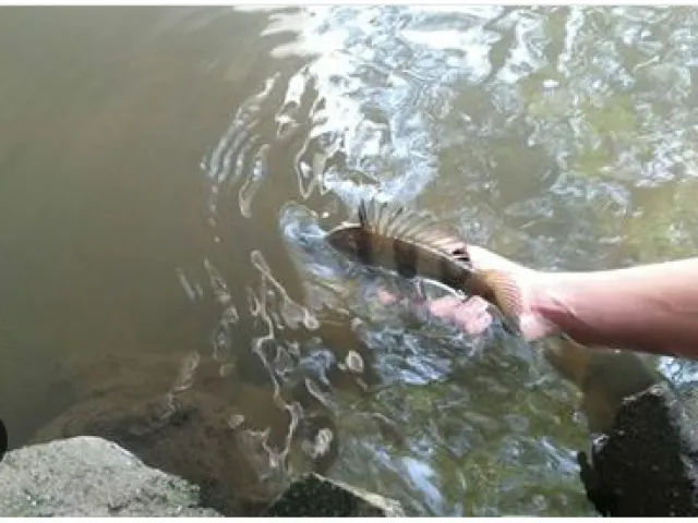 Flussbarsch