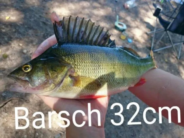 Flussbarsch