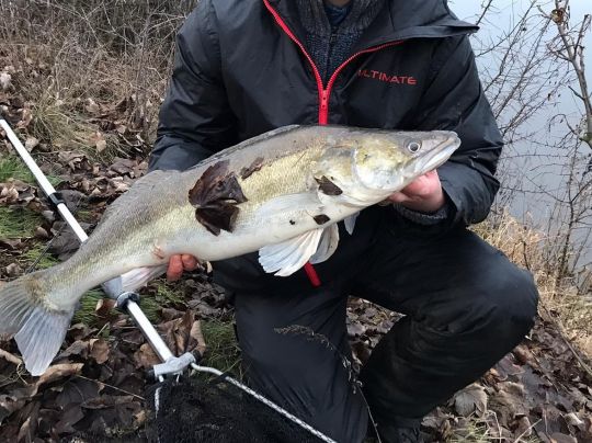 Zander