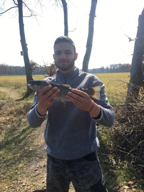 Bachforelle
