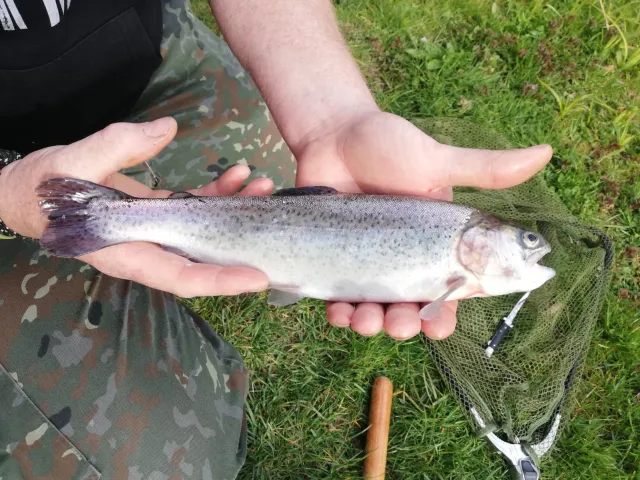 Regenbogenforelle