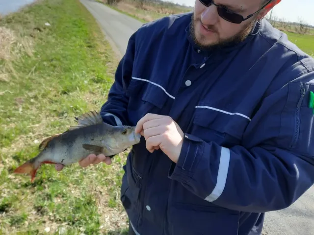 Flussbarsch