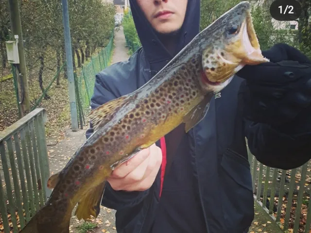 Bachforelle