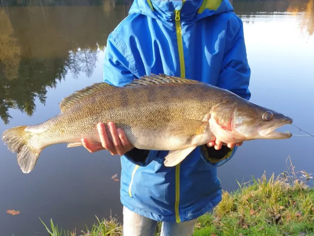 Zander
