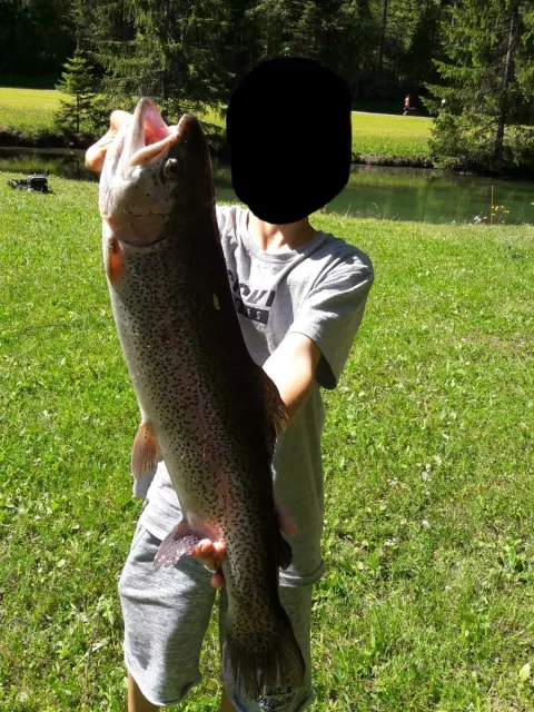 Regenbogenforelle