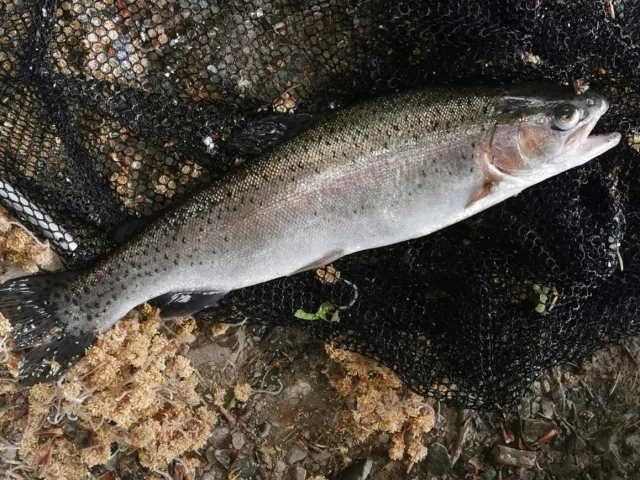 Regenbogenforelle