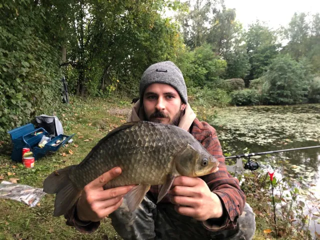 Karausche
