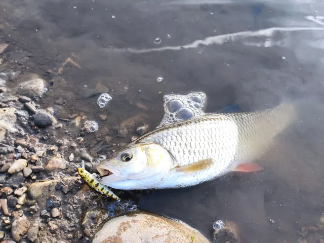 Döbel