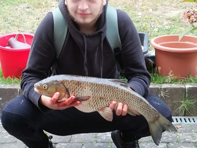 Döbel