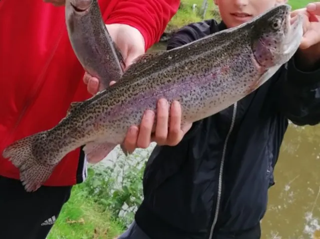 Regenbogenforelle