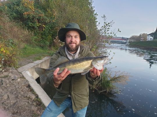 Zander