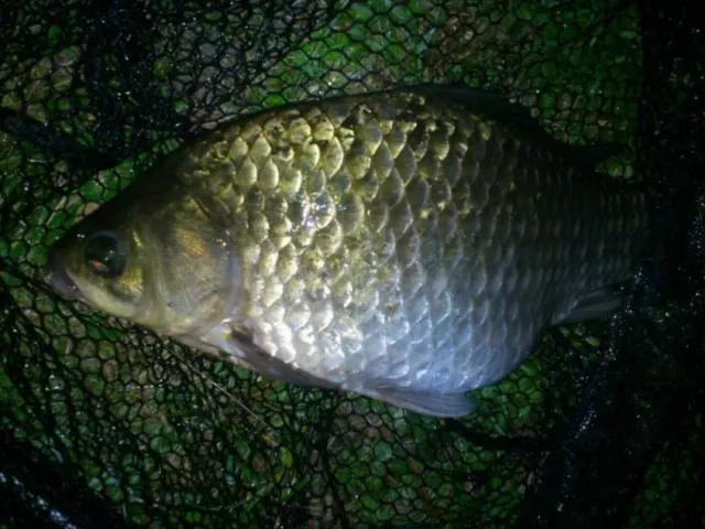 Giebel