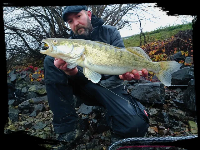 Zander